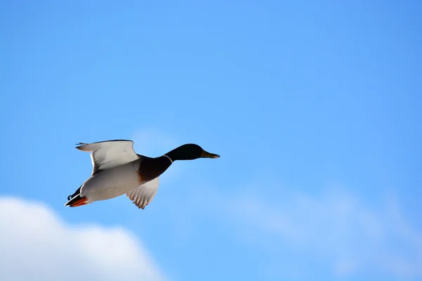 Drake in the sky — Stock Photo, Image