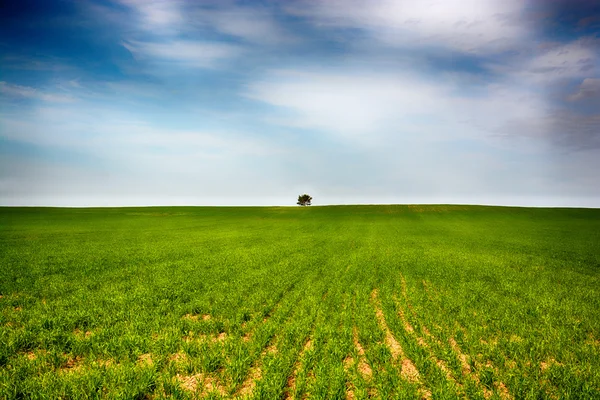 Campo de árvore paisagem solidão Imagens De Bancos De Imagens Sem Royalties