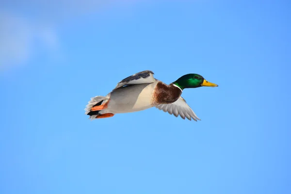 Erpel Stockfoto