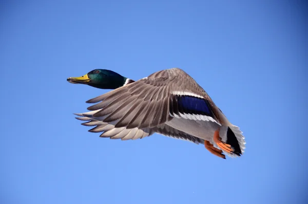 Pato pato drake Imagens De Bancos De Imagens