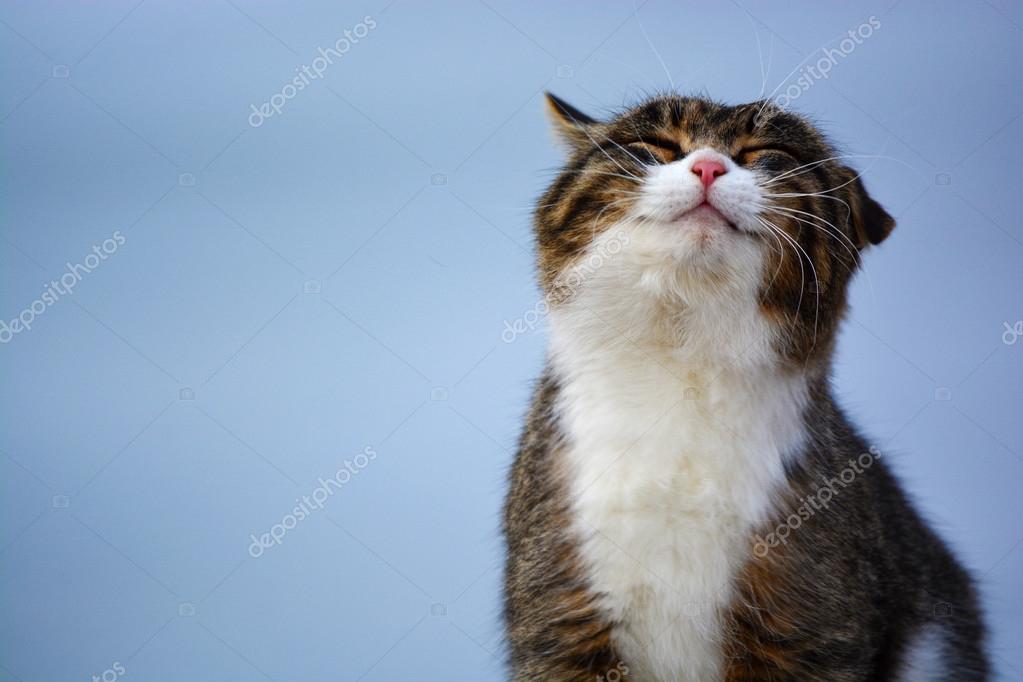 Chat Images Libres De Droit Photos De Chat Depositphotos Chat Images Libres De Droit Photos De Chat Depositphotos