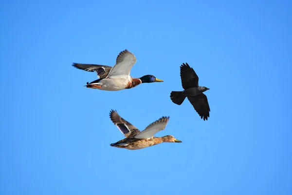 Bird duck crow lot — Stock Photo, Image