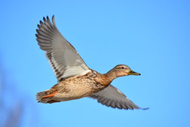 Yeşilbaş ördek drake uçak