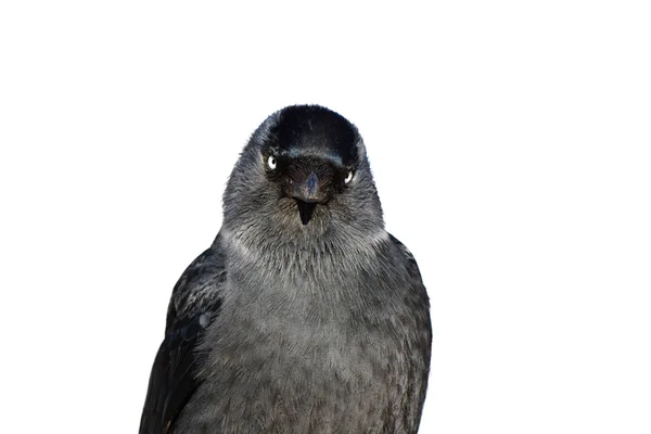 Jackdaw bird white background portrait — Stock Photo, Image