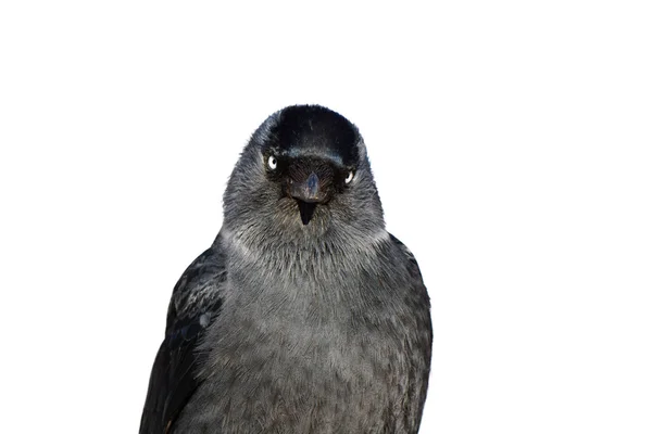 Jackdaw pássaro branco fundo retrato — Fotografia de Stock