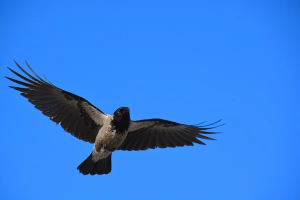 Crow in flight — Stock Photo, Image