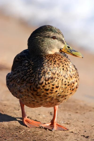 Duck bird — Stock Photo, Image