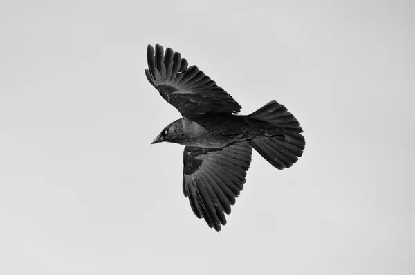 Krähe im Flug weiß schwarz Stockbild