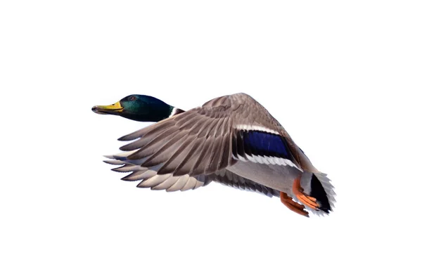 Duck hunting drake — Stock Photo, Image