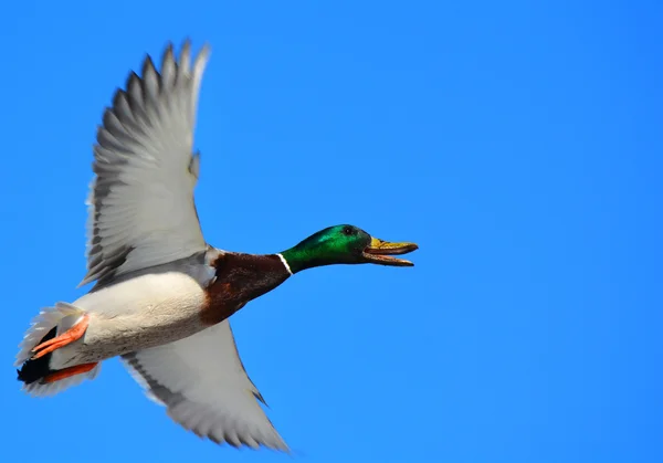 Duck hunting — Stock Photo, Image