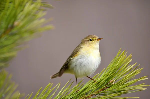 Chiffchaff Ліцензійні Стокові Фото