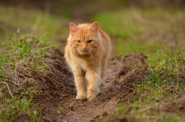 kedi pisi pisi pisi gider