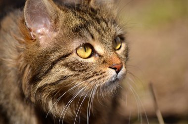 kedi kitty yavru kedi arıyorum