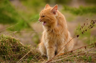 kedi pisi pisi pisi kırmızı