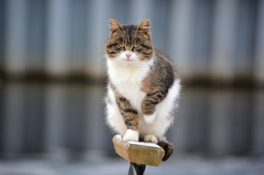 kedi pisi pisi pisi hasta