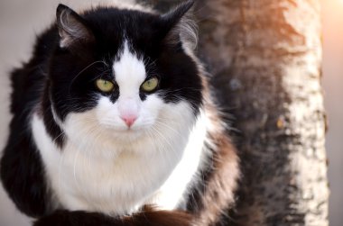 kedi pisi pisi kedi düz