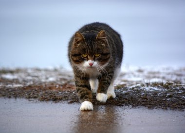 kedi pisi kedi kedi kötü