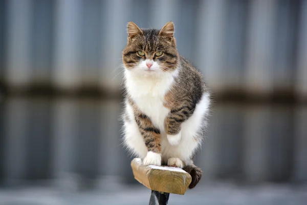 Кішка кошеня кошеня кицька кіт хворий — стокове фото