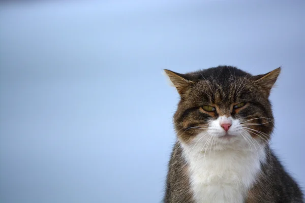 Katze Kitty Kätzchen Pussycat schläft lizenzfreie Stockfotos