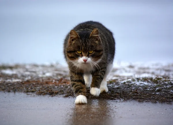 Кіт кошеня кицька кіт зло Стокове Фото