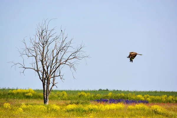 Oiseaux de paysage d'été — Photo