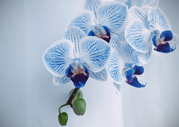 Phalaenopsis, heimische Orchidee — Stockfoto