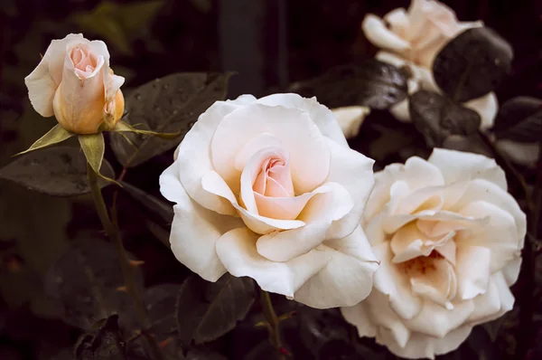 Kvetoucí bush krém růže — Stock fotografie