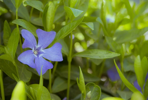 Blue periwinkle flower on a bush — Stock fotografie