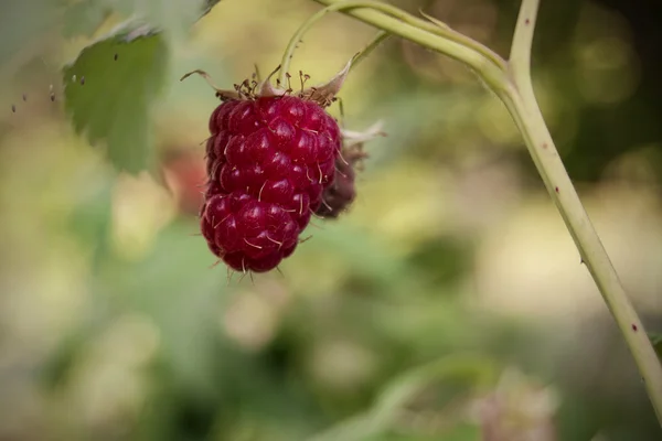 Ripe raspberries on a bush in the garden — Stock Photo, Image
