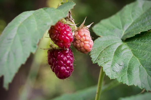 Three raspberries ripe, unripe on a branch raspberry bush