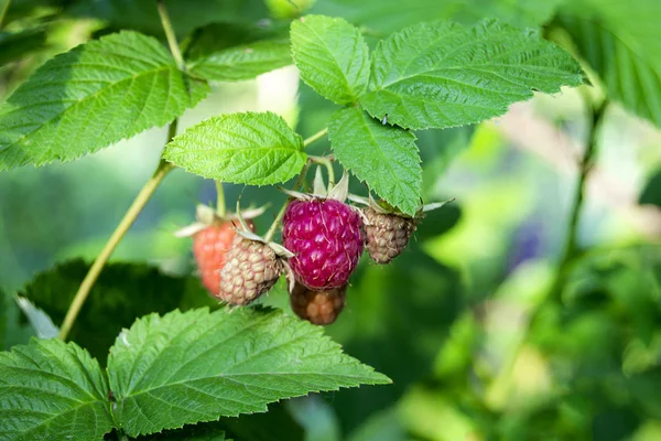 Raspberries ripe, unripe on a branch raspberry bush — Stock Photo, Image