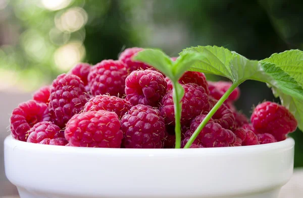 A plate full of fresh ripe raspberries with green leaf raspberry