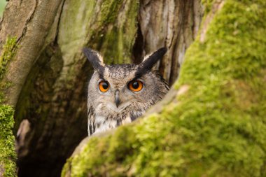 Kartal-baykuş bir ağaç boş