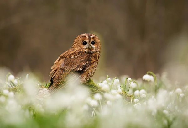 Sitting towny owl — Stock Photo, Image