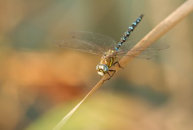 bir kamış üzerinde oturan yusufçuk