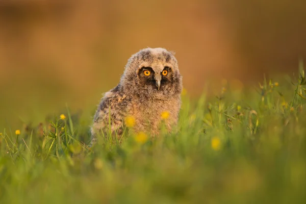 Young owl in the meadow — Stock Photo, Image