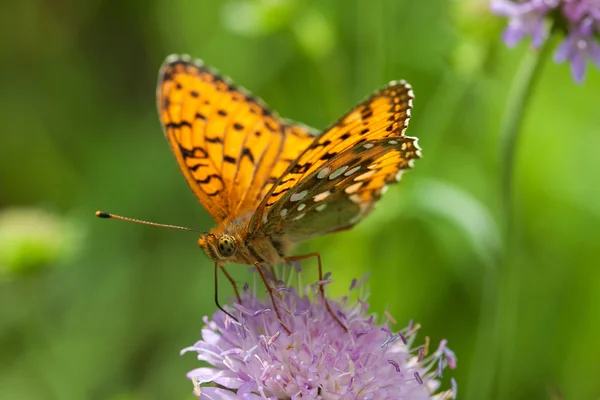 Butterfl marrom — Fotografia de Stock