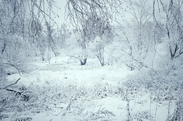 Toned winter landscape — Stock Photo, Image