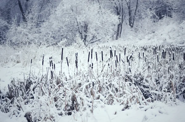 Cattail en la nieve, imagen tonificada . —  Fotos de Stock
