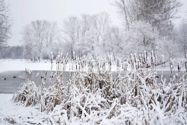 Paisaje de invierno con cattail —  Fotos de Stock