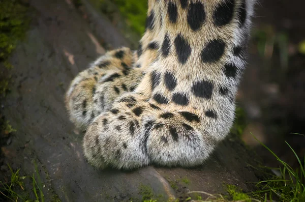 Pata de leopardo — Foto de Stock