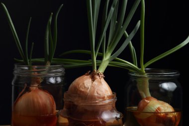 Siyah arka plan üzerine izole filizlenmiş soğan