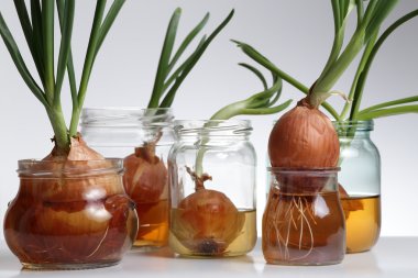 Filiz soğan. Gri arka plan