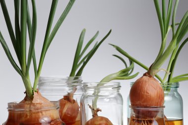 Filiz soğan. Gri arka plan