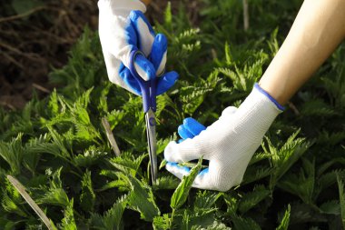 Yeşil yaprakları sebze bahçesinde bahar toplama Tekstil eldiven elinde. Organik tarım. closeup kopya alanı ile yeşil ısırgan yaprakları.