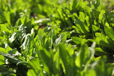 Yeşil sebze bahar bahçe bırakır. Organik tarım. Sorrels yapraklar closeup kopya alanı ile.