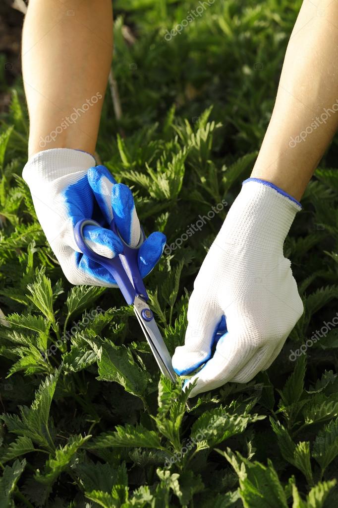Hands in textile gloves picking green leaves in the vegetable garden in