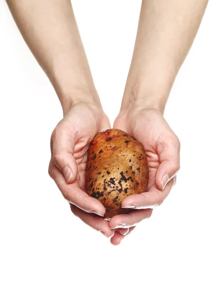 Mãos de mulher segurando batata isolada no fundo branco — Fotografia de Stock