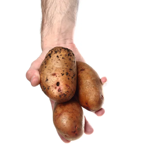 Mannens hand innehav potatis isolerad på vit bakgrund — Stockfoto