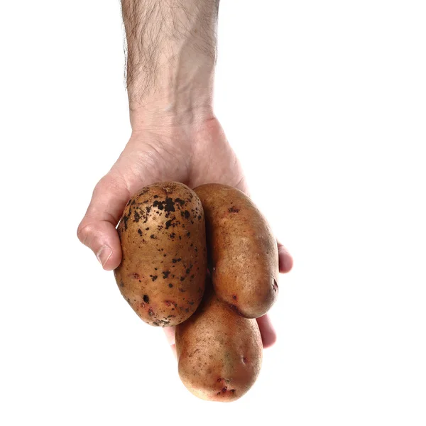 Mannens hand innehav potatis isolerad på vit bakgrund — Stockfoto